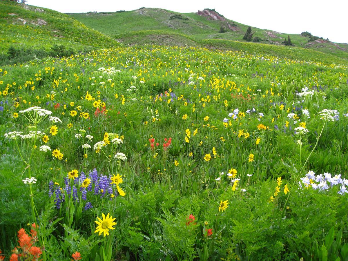 Purple Mountain Bed & Breakfast & Spa Crested Butte Kültér fotó